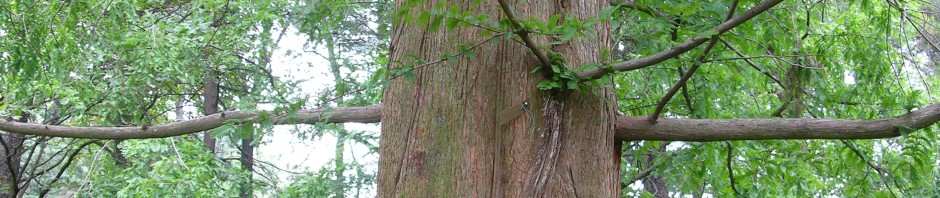 metasequoia dawn redwood