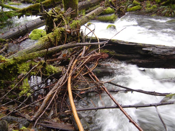 Allochthonous material in the form of coarse particulate organic matter in a mountain stream in Oregon.