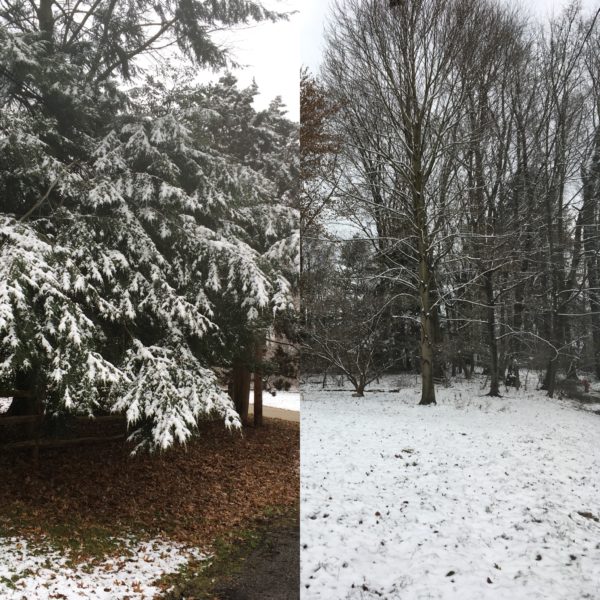 split figure with snow covered conifer on left with bare ground underneath. On right, snow covered ground with snowy deciduous forest in background.