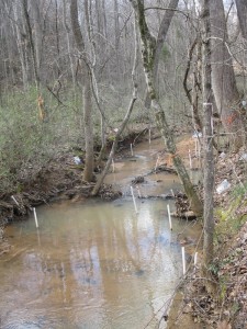 Forested stream with piezometers