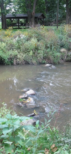 Restoration structure with riparian vegetation
