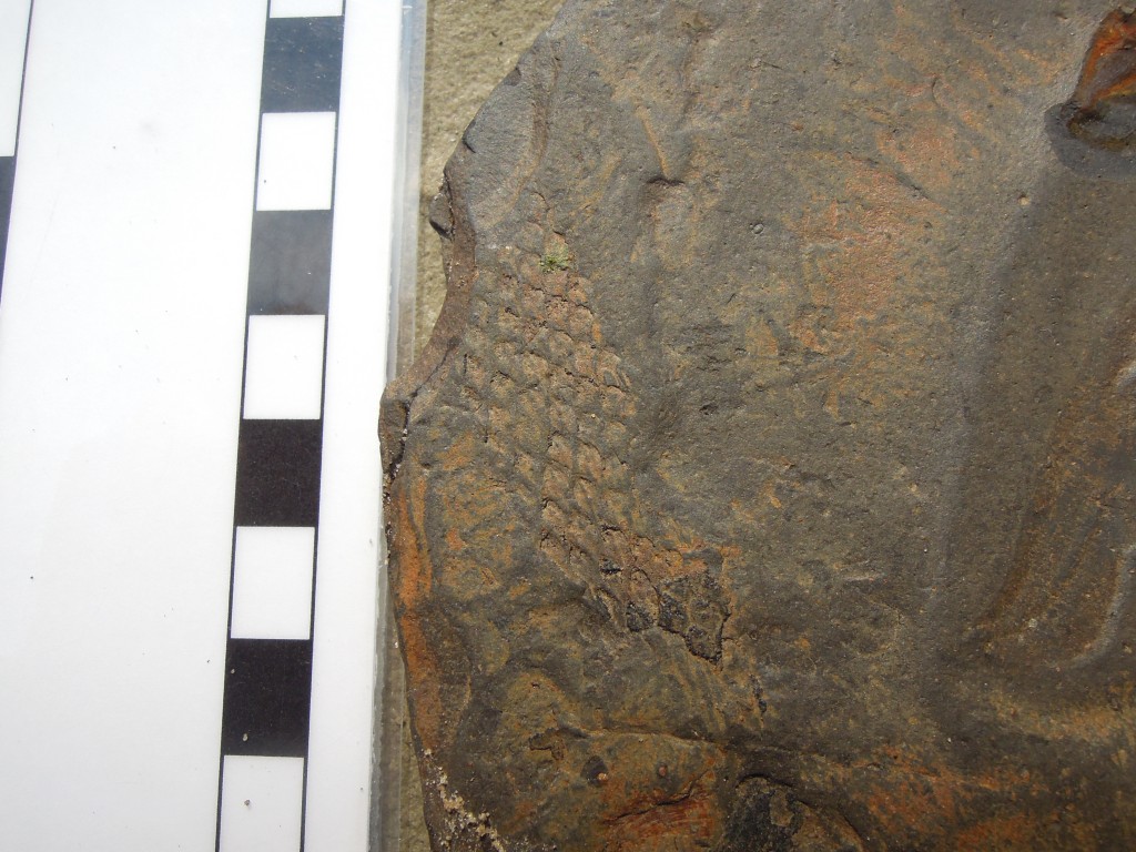 plant fossil in shale ?Lycopod bark?