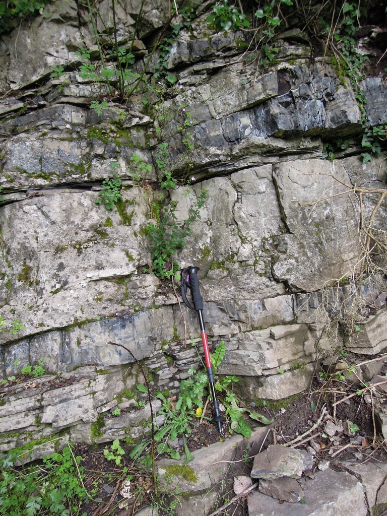 Ecton limestone