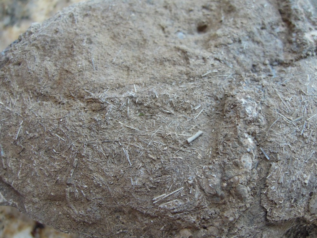 Bioclastic limestone with ?brachiopod spines