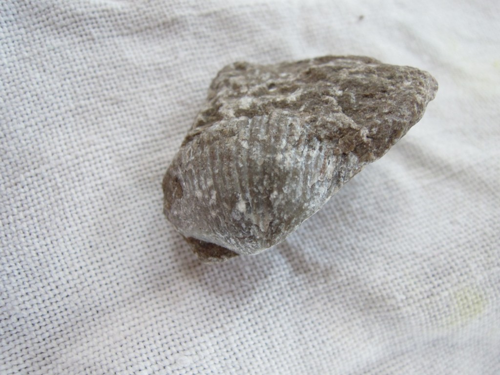 Brachiopod in grey limestone