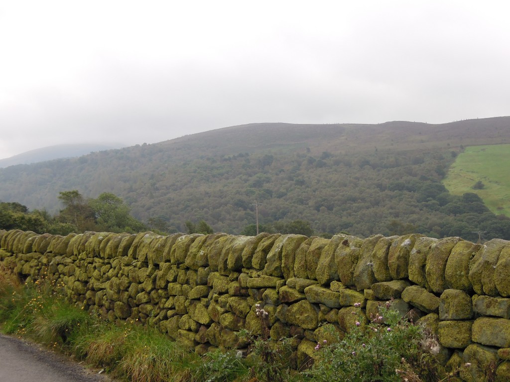 Green view of Lud's Church hillside