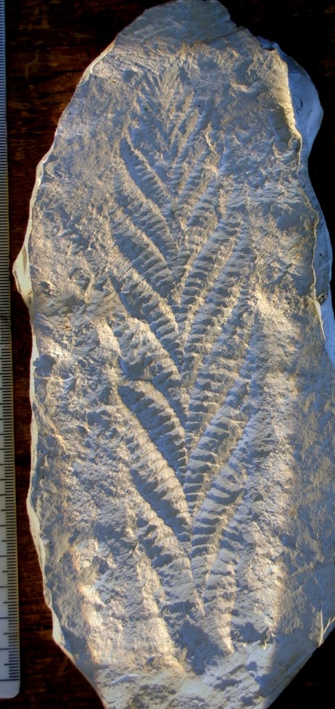 Cast of the holotype of Charnia masoni.