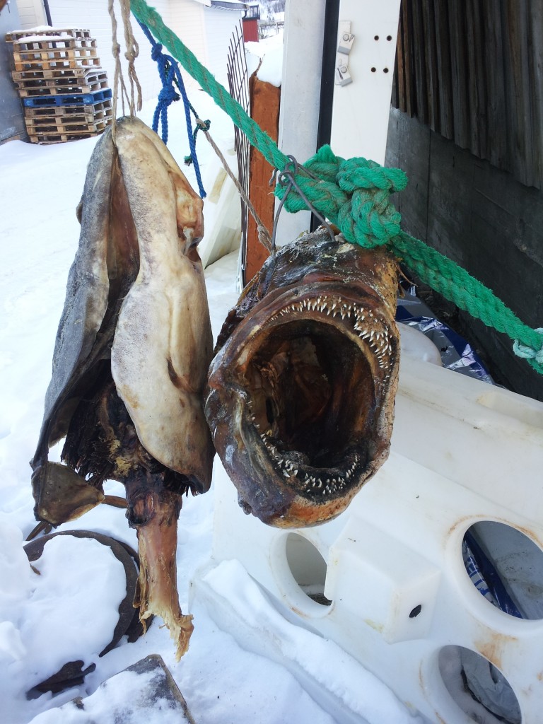 drying fish heads