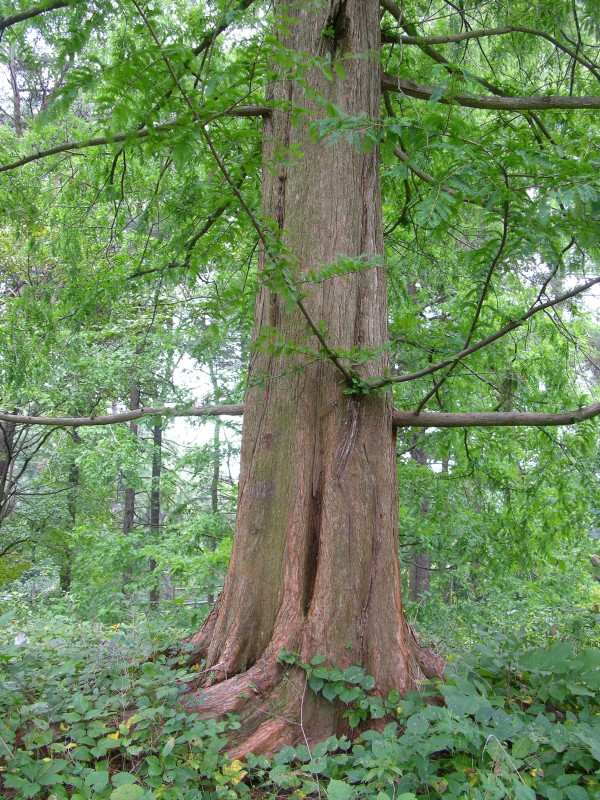 Modern Metasequoia glyptostroboides. Photo taken at the Tyler Arboretum where it was identified. Photo (c)2006 Derek Ramsey via Wikimedia. (Click image for usage permissions)