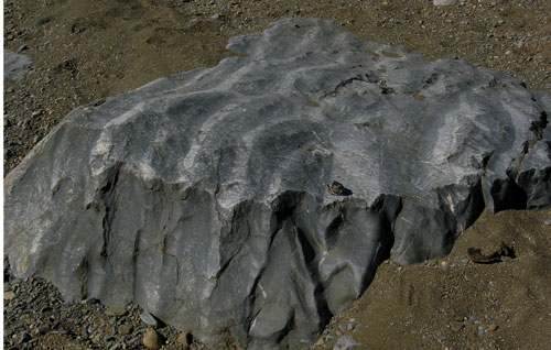 stromatolite2.jpg
