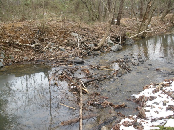 Allochthonous organic material in Clark Creek, Charlotte. High water has washed branches and leaves into the creek, where they got hung up on the riffle (or riprap).