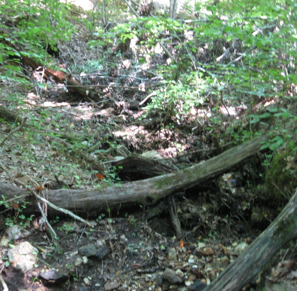 An overwhelming amount of allochthonous material in a headwater stream, Gaston County, North Carolina