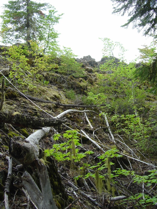 Not a stream. Allochthonous input onto the surface of a lava flow, from the edge of a forest.