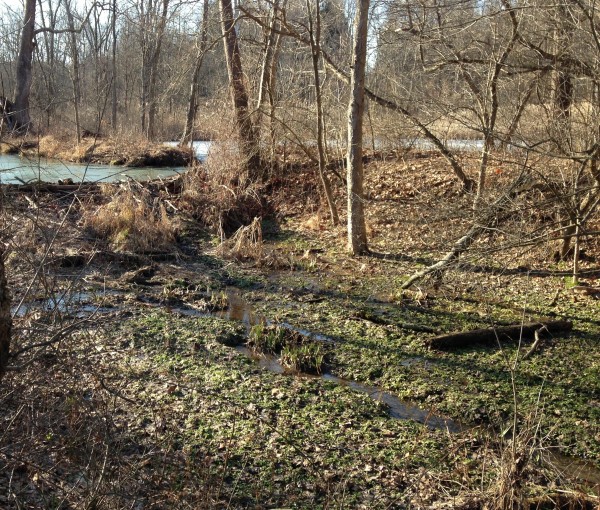 foreground of canal floor with small stream, dam and flooded area in background. 