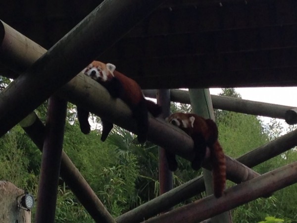 Red pandas sleeping on a beam.
