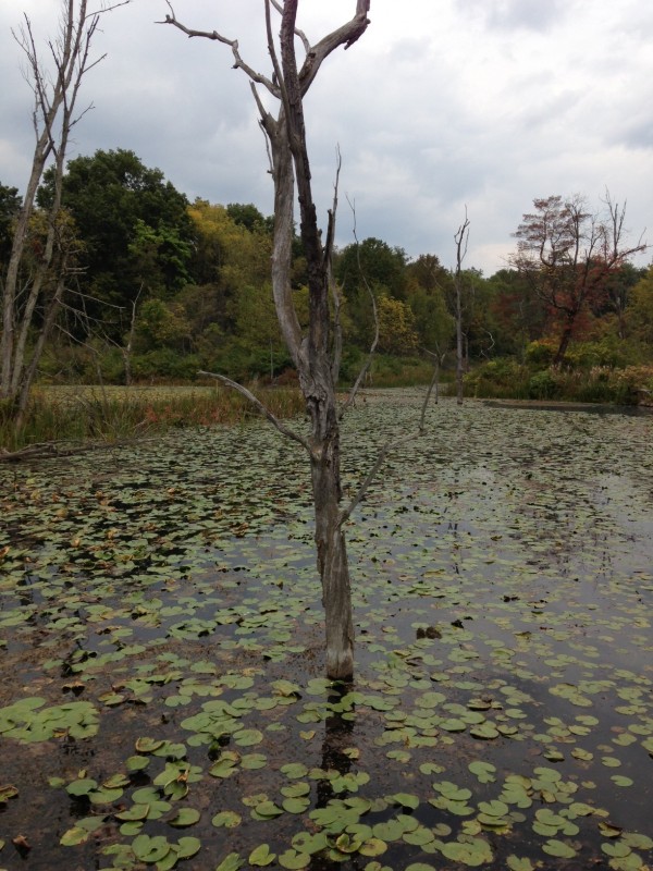 Dead tree emerging from lilypad dotted water, with forest and gray sky in the background.