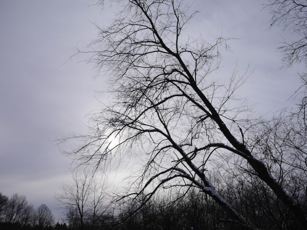 Bare trees against a grey winter's day. Photo: Chris Rowan, 2013.