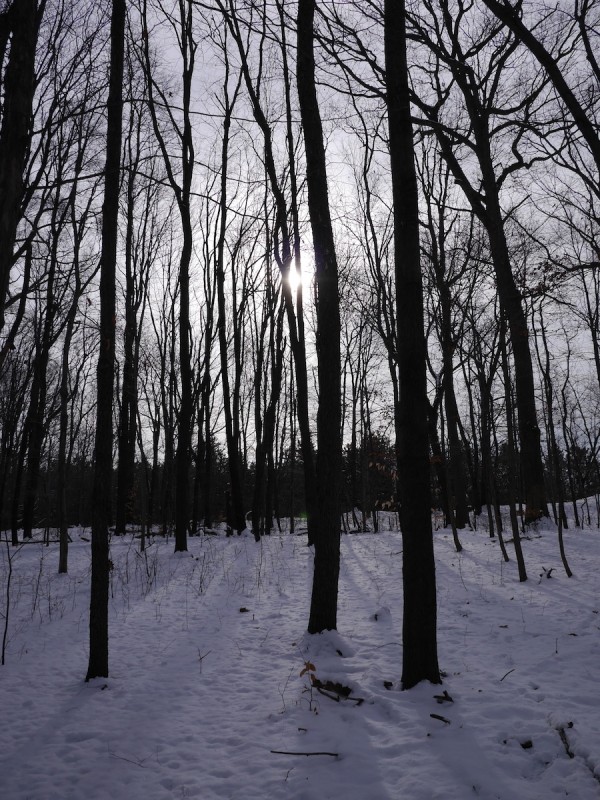 The low sun shining through trees the makes a lovely pattern on the snow. Photo: Chris Rowan, 2013.