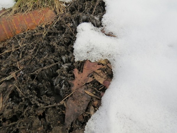 I love spotting needle ice in the exposed soil. Needle ice forms when the soil is above freezing, the air is below freezing, and capillary action brings water towards the surface where it freezes. Photo: Anne Jefferson, 2013.