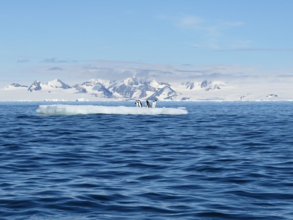 Adelie penguins on a bit of pack ice in the Antarctic Sound. Photo by A. Jefferson, December 2013.