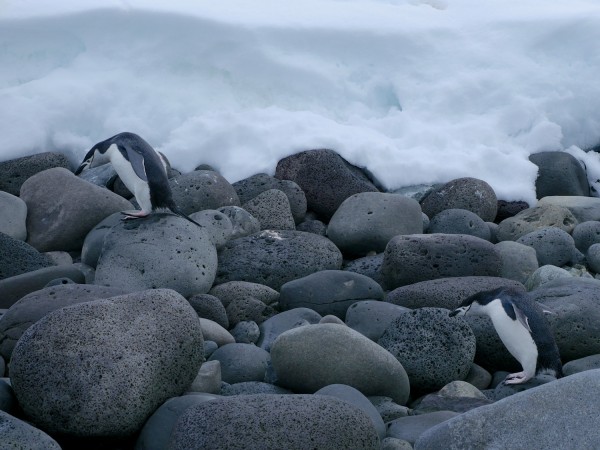 Chinstrap Penguins negotiating the basalt boulders on the shores of Penguin Island.