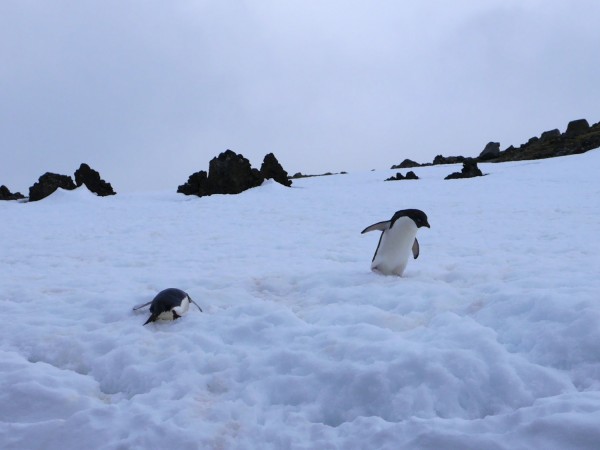 Adelie Penguins playing in the snow, Penguin Island. Photo: Chris Rowan, 2013.