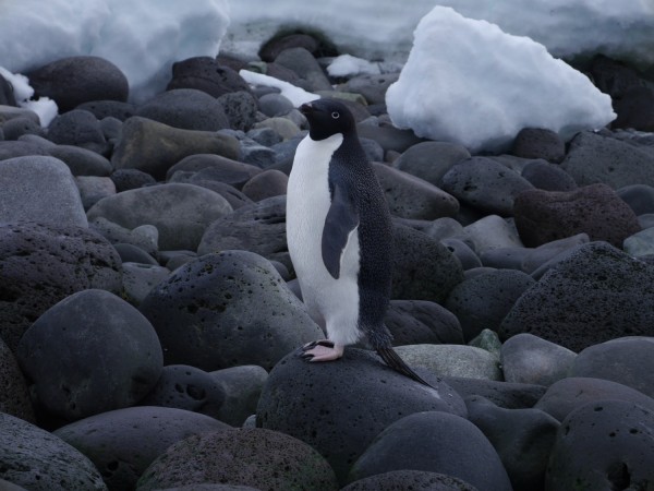 Adelie Penguin, Penguin Island, Antarctica.