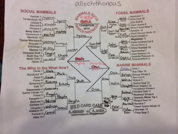 Chris's bracket. How mad will he be if the orca wins after he crossed it out in favor of short-faced bear.