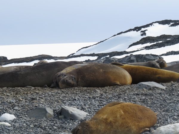 Elephant seals near Palmer Station. Photo by A. Jefferson.