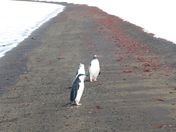 Our welcoming committee at Telefon Bay consisted of Gentoo and Chinstrap penguins, a Weddell seal (not pictured), and some beautiful red kelp(?). Photo by A. Jefferson.