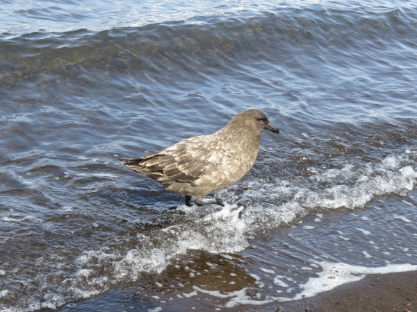 A skua bathing in the waters of Port Foster. Photo by A. Jefferson.