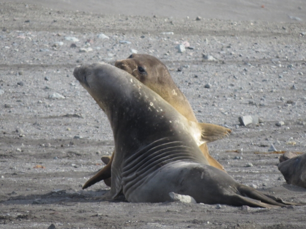 Young elephant seals mock fighting. Photo by A. Jefferson.