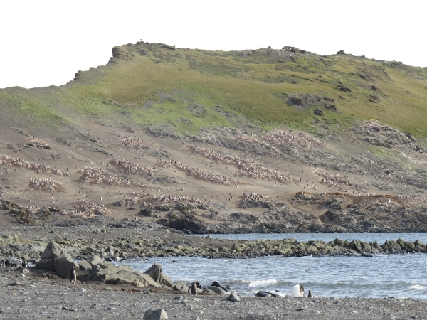 A view towards Hannah Point and its prolific nesting birds. Photo by A. Jefferson.