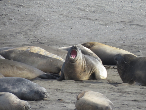 Elephant seals resting and bellowing. Photo by A. Jefferson.
