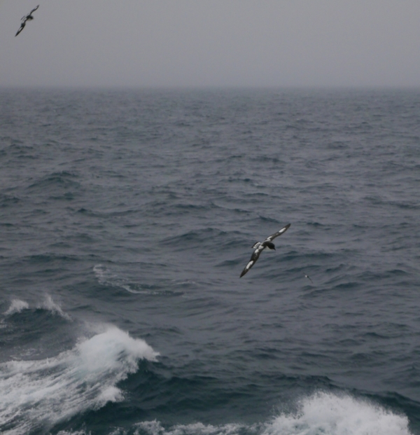Storm Petrels above the stormy seas of the Drake.