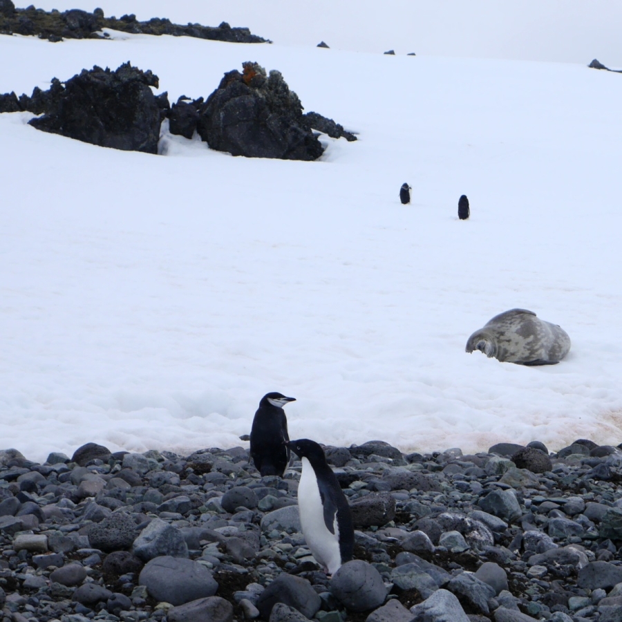 Weddell Seal with Adele and Chinstrap penguins for scale