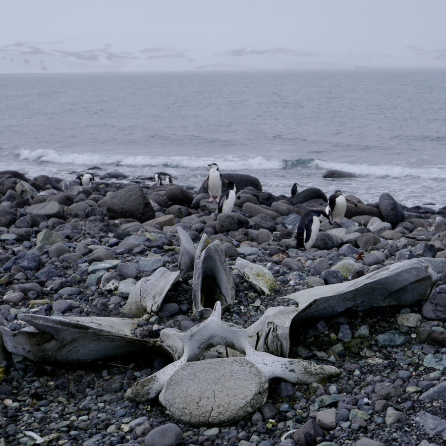 Whale bones on Penguin Island.
