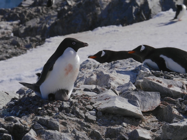 An Adele Penguin guards her chick