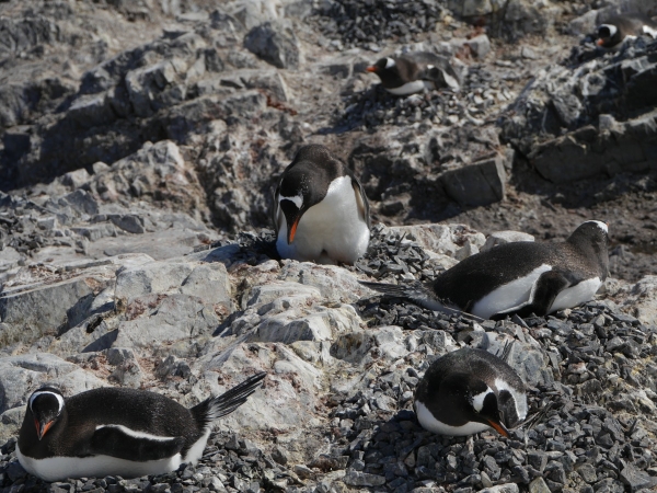 Nesting Gentoo penguins, Kinnes Cove