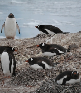 One year ago today: landfall on the Antarctic Peninsula proper, more ...