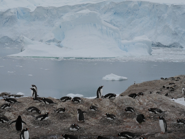 The Gentoo Penguin colony at Neko Harbour. 