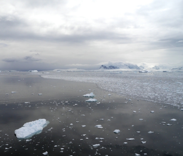 A denser patch of sea ice in Neko Harbour. 