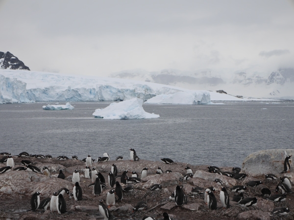 Gentoo colony on Cuverville Island