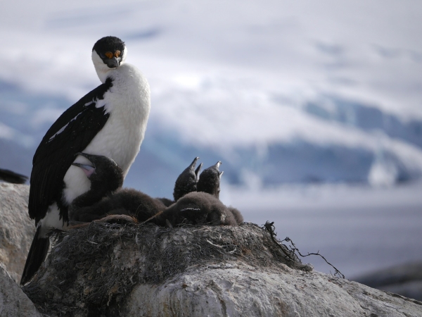 A blue-eyed or Antarctic shag guards her three chicks