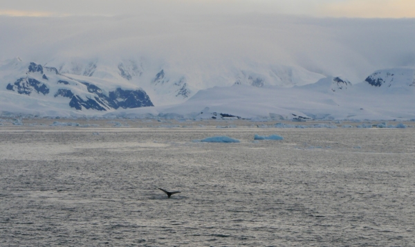 A humpback whale gives us a wave.