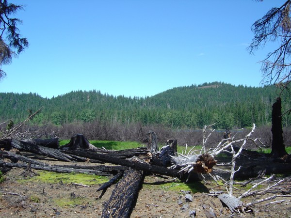 The Lost Lake Cinder cones that produced the flows that probably dammed the paleo-stream that once drained Lost Lake. June 2004. Photo by A. Jefferson, all rights reserved.
