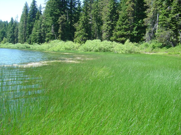 The shoreline of Lost Lake in JUne 2004. Photo by A. Jefferson, all rights reserved.