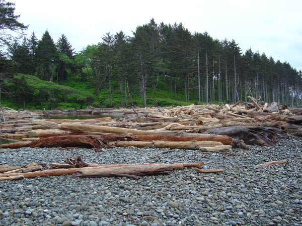 Beach in foreground. Covered in huge logs in midground. Green forests in background.
