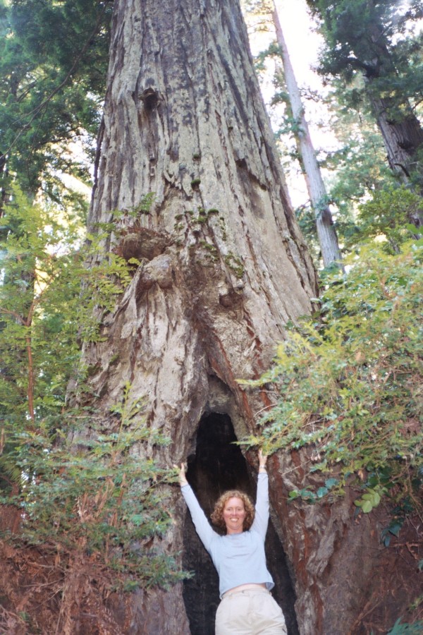 Anne reaching up high at the base of a Redwood.