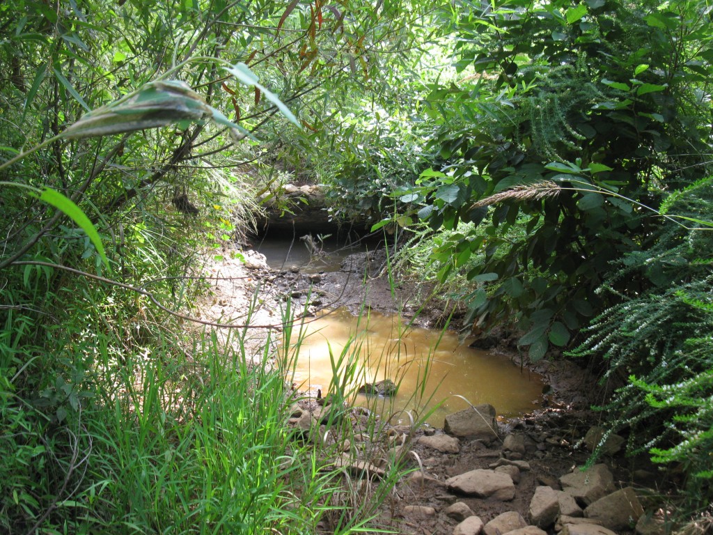 Dense riparian vegetation, dry stream channel, rocks, log, and a muddy pool